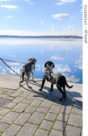 Two dogs walking by the lake on a sunny day Two dogs walking by the lake on a sunny day 141084552