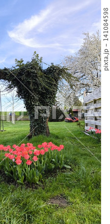 Tree covered with ivy in a spring garden Tree covered with ivy in a spring garden 141084598