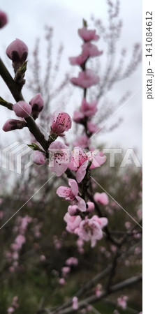Flowering branches of peach in spring Flowering branches of peach in spring 141084612
