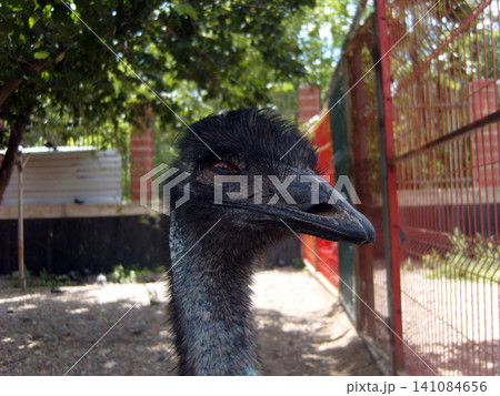 A close-up profile shot of an emu's head and neck inside an outdoor zoo enclosure. The large flightless bird looks forward on a bright summer day A close-up profile shot of an emu's head and neck inside an outdoor zoo enclosure. The large flightless bird looks forward on a bright summer day 141084656