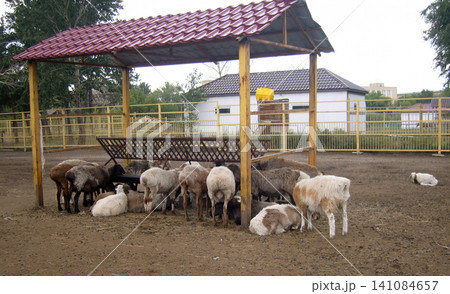 A flock of sheep eats from a wooden feeder under a shelter with a red roof at an outdoor farm. The domestic animals stand on dirt ground A flock of sheep eats from a wooden feeder under a shelter with a red roof at an outdoor farm. The domestic animals stand on dirt ground 141084657