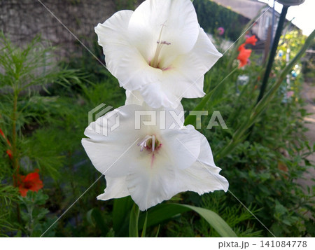 夏の庭に咲く純白のグラジオラスの花 夏の庭に咲く純白のグラジオラスの花 141084778