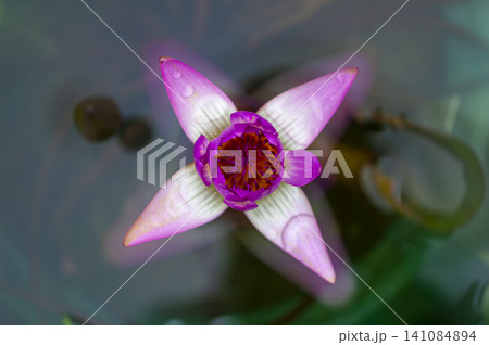 蓮の花びら 蓮の花びら 141084894