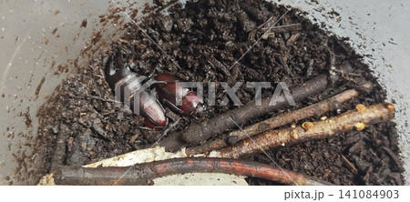 夫婦で沿う仲睦まじいノコギリクワガタ 141084903
