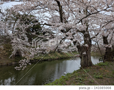 美しい弘前城の桜 141085008