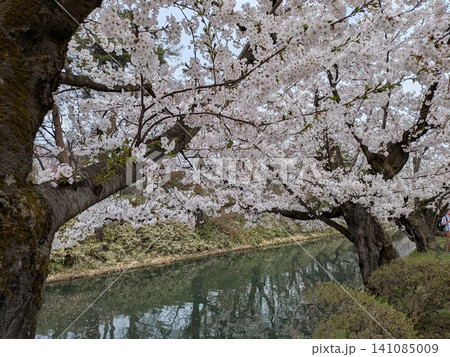 美しい弘前城の桜 141085009