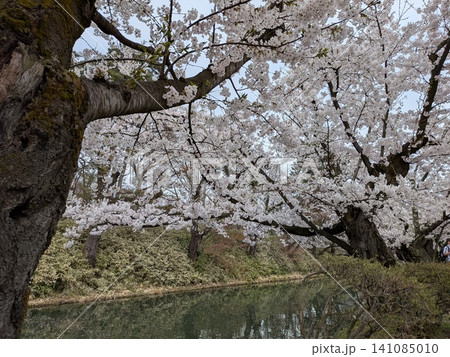 美しい弘前城の桜 141085010