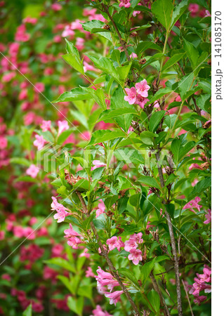 Blooming Weigela Shrub Blooming Weigela Shrub 141085170