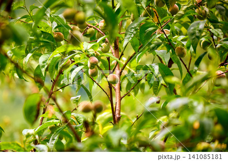 A sunlit close-up of young, ripening peaches growing on a lush, green tree branch A sunlit close-up of young, ripening peaches growing on a lush, green tree branch 141085181