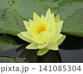 黄色い睡蓮 141085304
