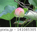 蓮の蕾 141085305