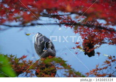 紅葉と鴨 紅葉と鴨 141085314