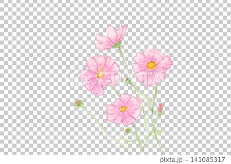 ピンクのコスモスの手描き水彩イラスト 白バック ピンクのコスモスの手描き水彩イラスト 白バック 141085317