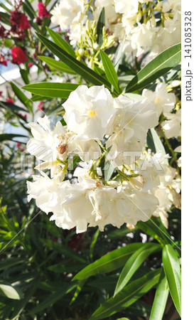 Close up of blooming white oleander flowers in bright Mediterranean sunlight. Elegant blossoms and lush green foliage create a vibrant summer garden scene in Cyprus. Close up of blooming white oleander flowers in bright Mediterranean sunlight. Elegant blossoms and lush green foliage create a vibrant summer garden scene in Cyprus. 141085328