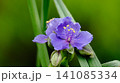 紫色の花を咲かせたツユクサを撮影した写真 141085334