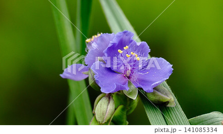 紫色の花を咲かせたツユクサを撮影した写真 紫色の花を咲かせたツユクサを撮影した写真 141085334