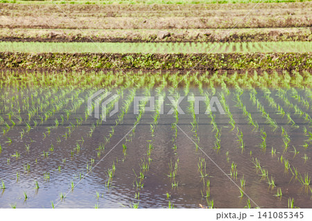 Geometric rows in Taiwan rice paddy 141085345