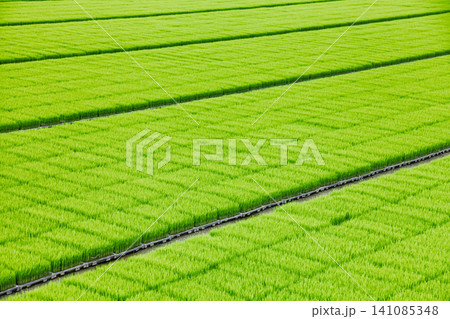 Rice seedlings in nursery trays before transplanting Rice seedlings in nursery trays before transplanting 141085348