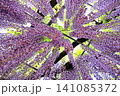 美しい満開の藤の花 141085372
