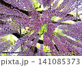 美しい満開の藤の花 141085373
