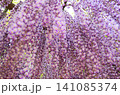 美しい満開の藤の花 141085374