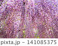 美しい満開の藤の花 141085375