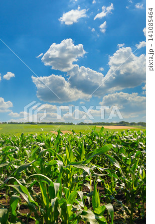 Green Corn Field Under Beautiful Blue Sky with White Clouds Agricultural Landscape with Growing Corn Plants on a Sunny Day Green Corn Field Under Beautiful Blue Sky with White Clouds Agricultural Landscape with Growing Corn Plants on a Sunny Day 141085464