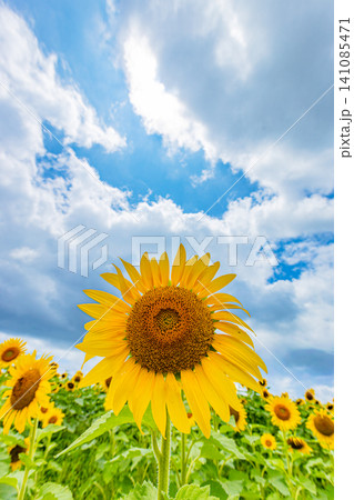 大きな向日葵と青空と雲間からの太陽　夏イメージ 141085471