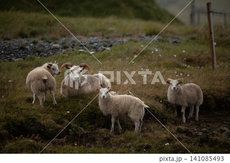 An Icelandic ram stands protectively behind three young lambs in a peaceful meadow. Natural rural landscape and authentic farm life capture the beauty of Icelandic countryside. 141085493