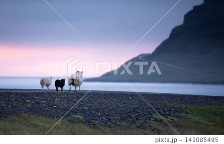 Three Icelandic sheep stand beside a quiet coastal road overlooking a calm fjord at colorful twilight. Peaceful Nordic landscape captures the beauty of Icelandic nature and rural life. Three Icelandic sheep stand beside a quiet coastal road overlooking a calm fjord at colorful twilight. Peaceful Nordic landscape captures the beauty of Icelandic nature and rural life. 141085495