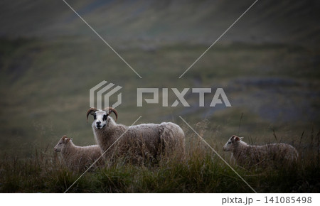 Icelandic ewe with two young lambs stands in a quiet grassy meadow beneath misty hills. Peaceful rural scene showcases Iceland unique sheep breed and untouched Nordic countryside. Icelandic ewe with two young lambs stands in a quiet grassy meadow beneath misty hills. Peaceful rural scene showcases Iceland unique sheep breed and untouched Nordic countryside. 141085498