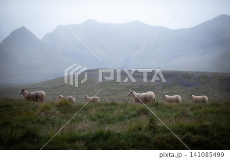 A flock of Icelandic sheep walks across a peaceful meadow beneath misty mountains in the Icelandic countryside. Atmospheric Nordic landscape captures rural life and untouched natural beauty. A flock of Icelandic sheep walks across a peaceful meadow beneath misty mountains in the Icelandic countryside. Atmospheric Nordic landscape captures rural life and untouched natural beauty. 141085499