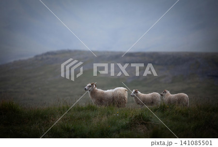 A small group of Icelandic sheep grazes peacefully in the quiet countryside during soft evening light. Natural wool texture, rolling hills and calm atmosphere capture authentic rural Iceland. 141085501