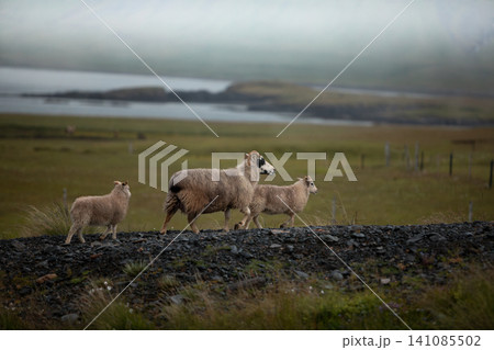An Icelandic ewe walks with two young lambs across a quiet meadow in the Icelandic countryside. Serene rural landscape highlights traditional farming, family bonds and Nordic nature. 141085502