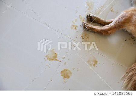 Dirty dog paws leaving muddy footprints and stains on a clean white tiled floor inside a house Dirty dog paws leaving muddy footprints and stains on a clean white tiled floor inside a house 141085563