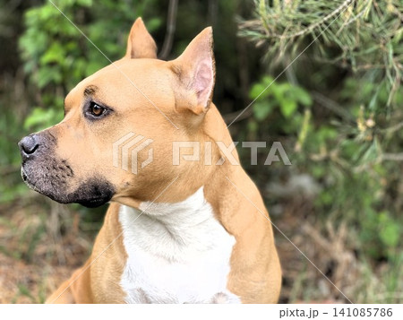 A close up, eye level portrait of an American Staffordshire Terrier with tan and white fur, alert ears, and an intense gaze, set against a softly blurred green outdoor background. A close up, eye level portrait of an American Staffordshire Terrier with tan and white fur, alert ears, and an intense gaze, set against a softly blurred green outdoor background. 141085786