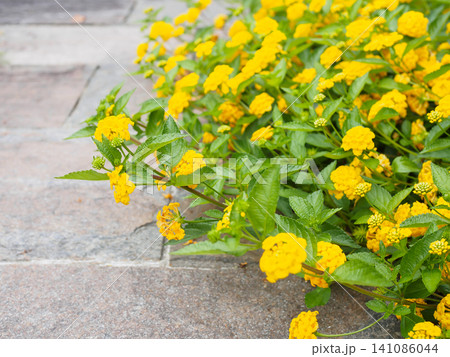 満開の黄色いランタナの花 満開の黄色いランタナの花 141086044