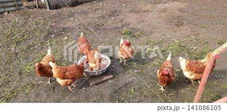 Seven brown and white chickens gather around a metal feeding bowl on dirt ground near a wooden fence. Several hens actively peck at feed in a farmyard scene. Seven brown and white chickens gather around a metal feeding bowl on dirt ground near a wooden fence. Several hens actively peck at feed in a farmyard scene. 141086105