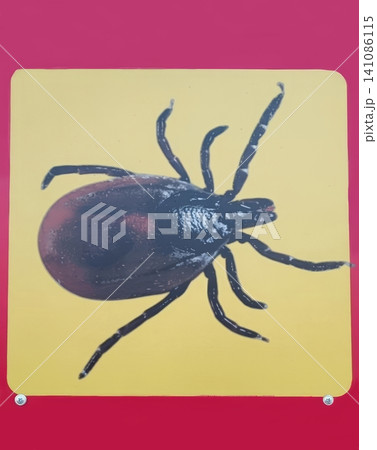 Close up macro image of a dark brown tick with spread legs centered on a bright yellow panel mounted on a red surface with visible screws. Close up macro image of a dark brown tick with spread legs centered on a bright yellow panel mounted on a red surface with visible screws. 141086115
