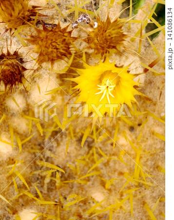 Yellow cactus flower blooming with sharp spines Yellow cactus flower blooming with sharp spines 141086134