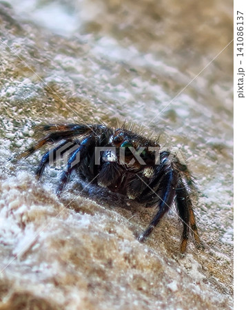 Jumping spider close up showing vibrant green eyes Jumping spider close up showing vibrant green eyes 141086137