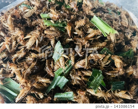 Crispy Fried Crickets with Herb Garnish Thai Street Food Snack Crispy Fried Crickets with Herb Garnish Thai Street Food Snack 141086154