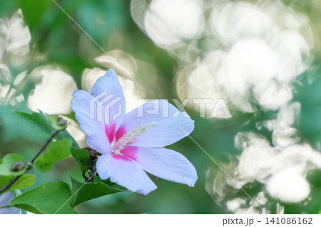 美しい木漏れ日の玉ボケを背景に咲くムクゲの花 美しい木漏れ日の玉ボケを背景に咲くムクゲの花 141086162