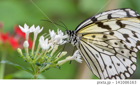 白いペンタスの花に集まり蜜を吸うオオゴマダラ 141086163