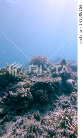 Coral bommies showing Pocillopora meandrina and Acropora cervicornis growing among debris of broken coral showing recovery and healing of the reef. Dauin, Philippines Coral bommies showing Pocillopora meandrina and Acropora cervicornis growing among debris of broken coral showing recovery and healing of the reef. Dauin, Philippines 141086168