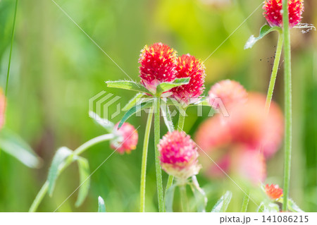 明るい日差しのなかで鮮やかに咲く赤色のセンニチコウの花 明るい日差しのなかで鮮やかに咲く赤色のセンニチコウの花 141086215