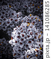 Full frame macro shot of stylized grey bougainvillea flowers with yellow cores. 141086285
