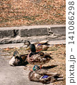 Mallard Ducks Resting on a Stone Bank in Bruges 141086298