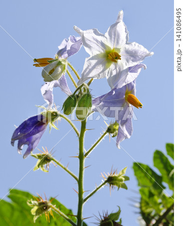 lychee tomato plant lychee tomato plant 141086495