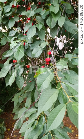 Ripe red cherries hanging on tree branches with lush green leaves Ripe red cherries hanging on tree branches with lush green leaves 141086520